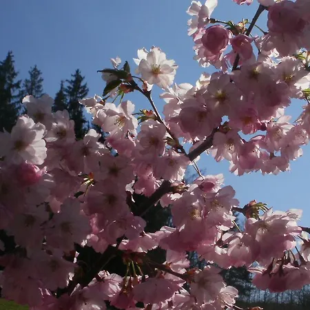 Gaestezimmer Im Haus Am Wald Séjour chez l'habitant